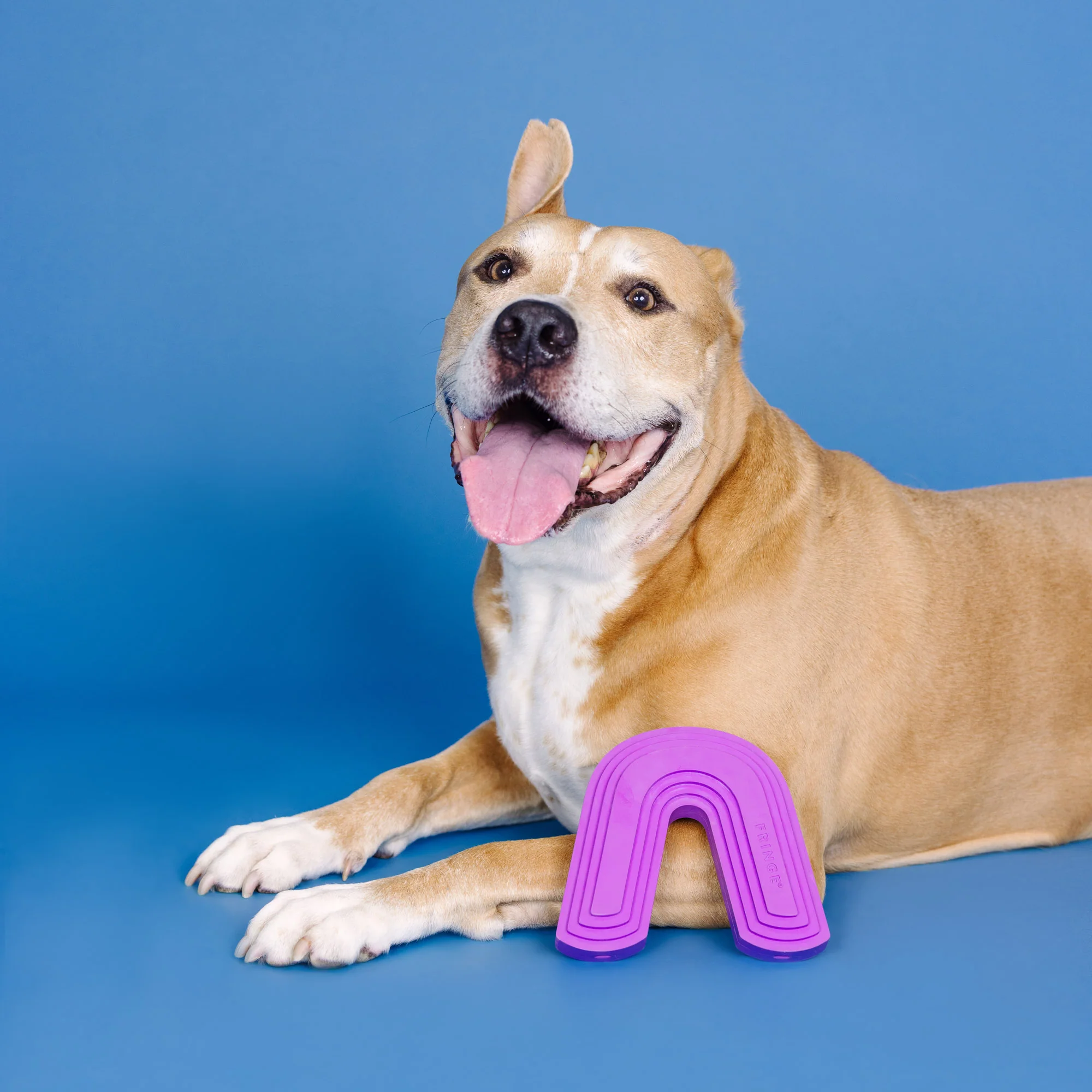 Best Dog Toys on Amazon